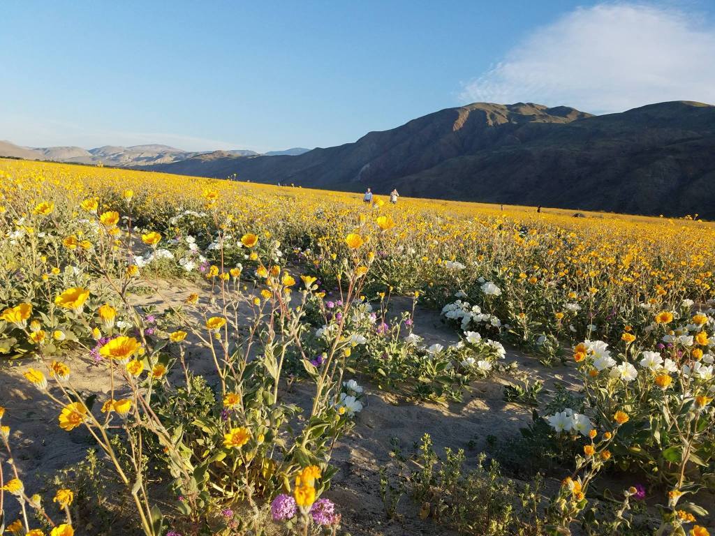Throwback to the 2017 Super Bloom in Anza-Borrego Desert State Park&nbsp;🌼