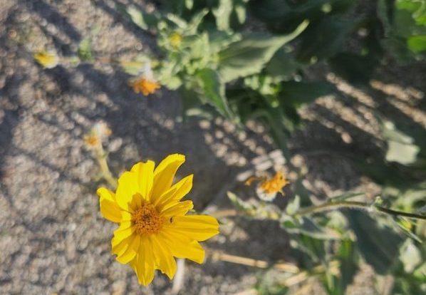 What’s Blooming Now Along Henderson Canyon&nbsp;Road