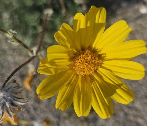 Yellow desert flower in early wildflower season at Anza-Borrego Desert State Park