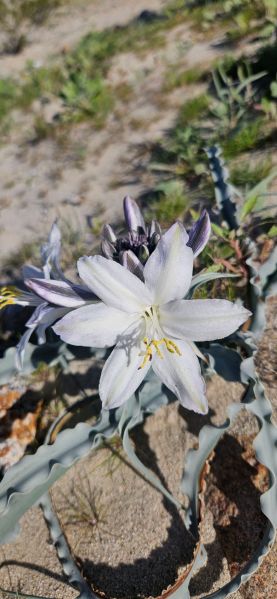 Desert lily Hesperocallis undulata blooming at Arroyo Salado Campground in Anza-Borrego Desert State Park