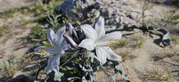 A low-angle close-up of two white desert lilies in bloom on the sandy desert floor, with distinctive wavy leaves and a large rock in the blurred background.