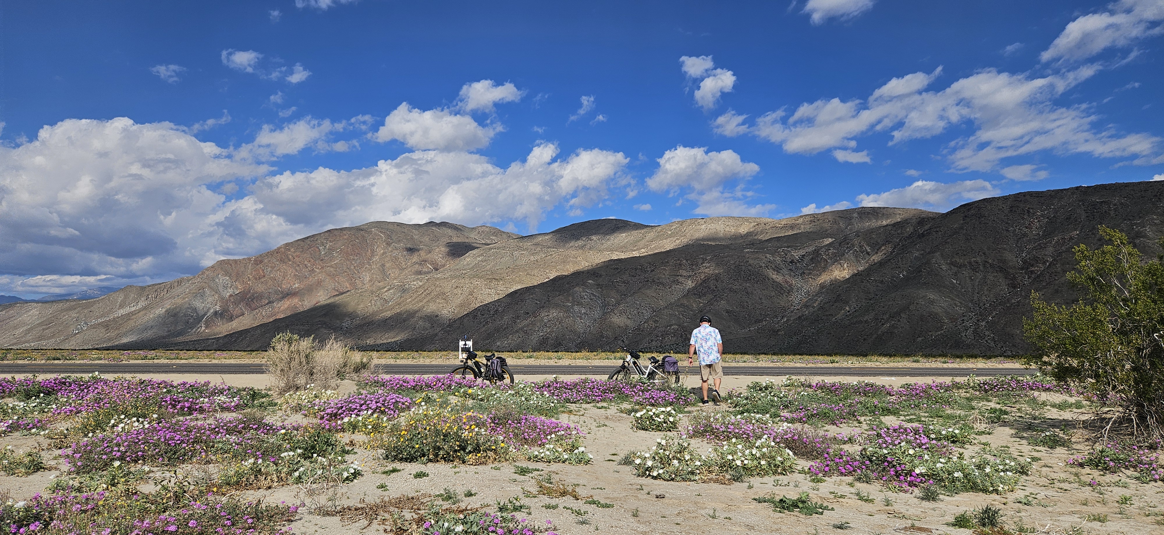 Desert wildflowers with mountains and sky in the background and bikes and a man walking in the foreground.
