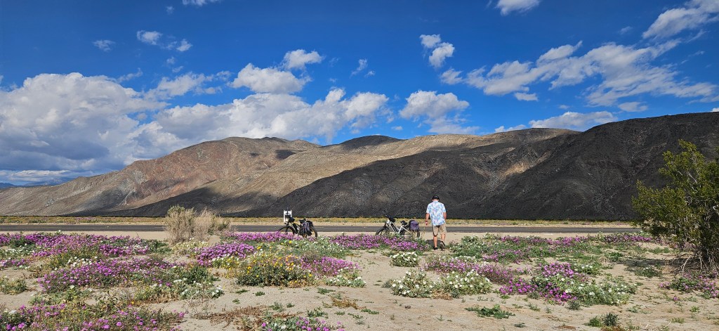 Borrego Springs Wildflower Report | January 24,&nbsp;2026