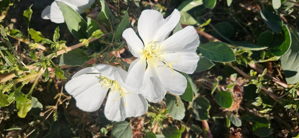 Wildflowers in Anza-Borrego Desert State Park.