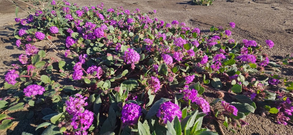 Sand verbena in Anza-Borrego Desert State Park.