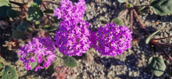 Flowers in December? An Anza-Borrego Winter Bloom Surprise