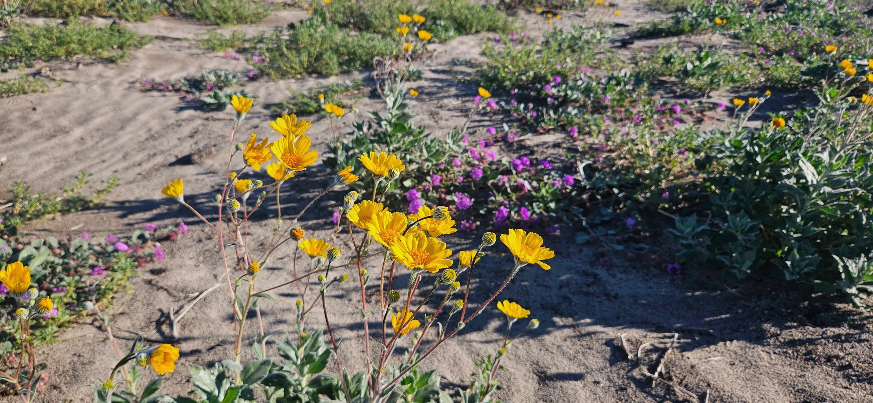 Wildflowers in Anza-Borrego Desert State Park.