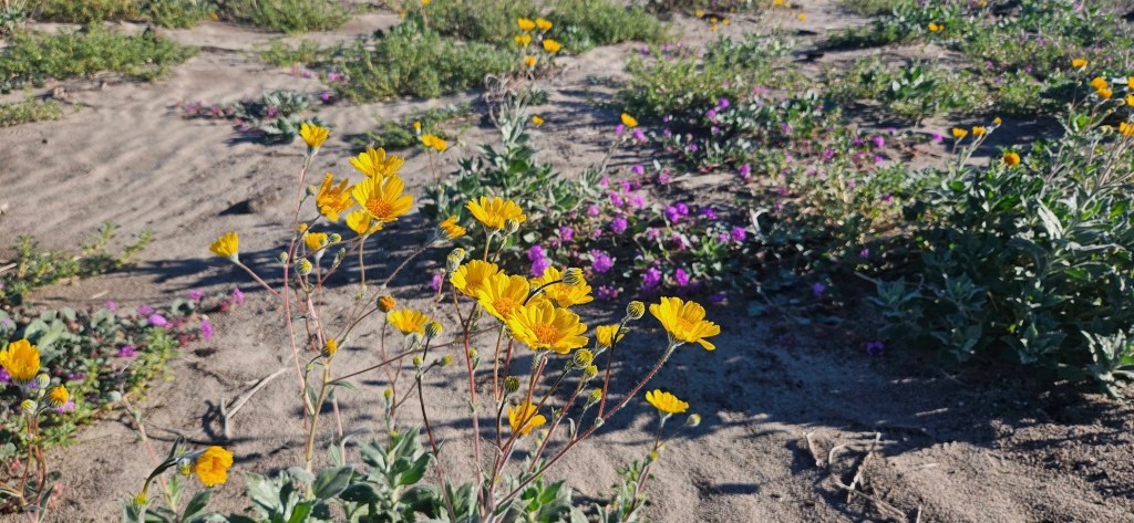 Wildflowers in Anza-Borrego Desert State Park.