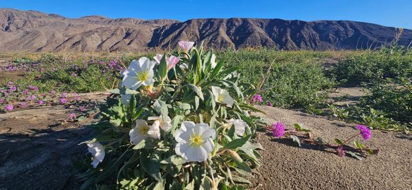 Wildflowers blooming in Henderson Canyon, Borrego Springs, with rugged desert mountains rising in the background.