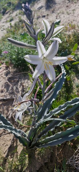 Desert lily in Anza-Borrego Desert State Park.