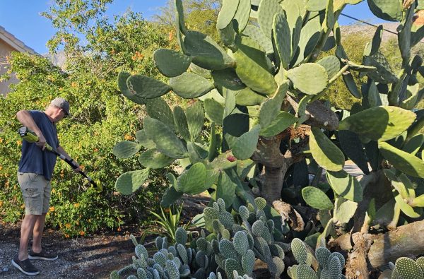 A man in a baseball cap and shorts uses a power hedge trimmer to prune a flowering green bush next to a large prickly pear cactus.