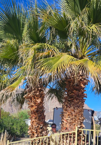 Two large, textured palm trees with fan-shaped fronds stand behind a yellow metal fence, with a person peeking out from between the trunks and a rocky mountain in the background.