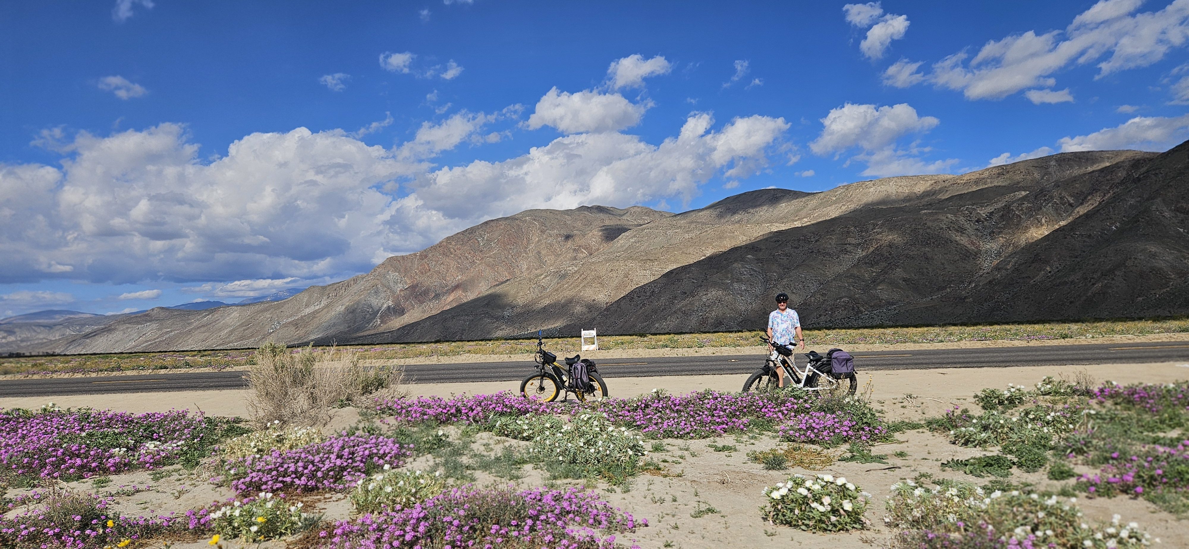 Borrego Springs Wildflower Report | January 24, 2026