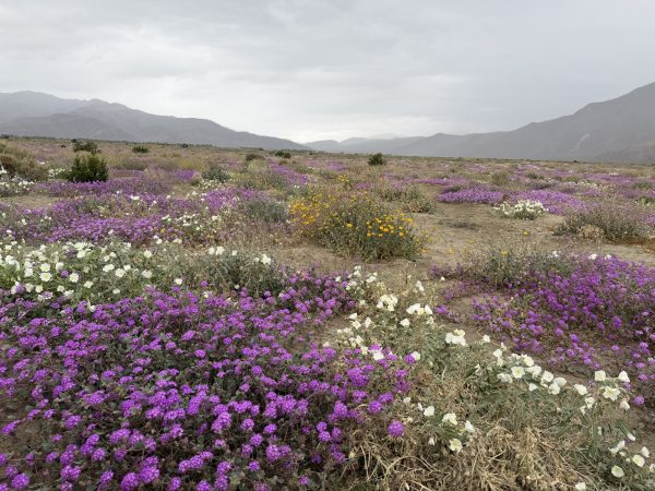 Rain in Anza Borrego Has My Super Bloom Hopes Rising