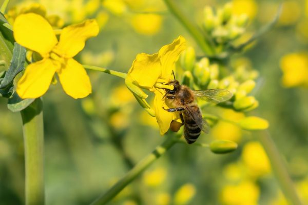 Borrego in the News: Desert Bloom Draws Photographer on Native Bee Quest