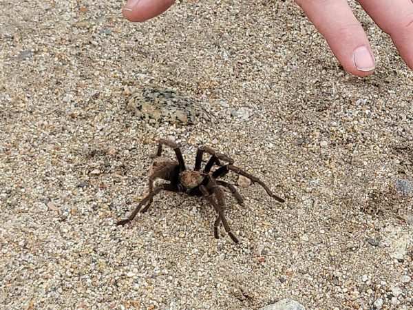 We Live in the Desert. So Do the Creepy Crawlies.