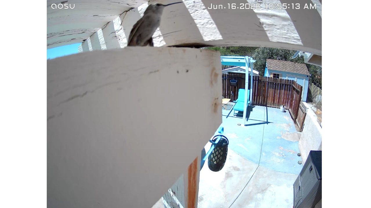 Our Hummingbird’s Nest Disappeared, And We’re Still Not Over It
